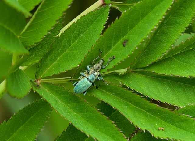 Phyllobius pomaceus (subgenus Metaphyllobius