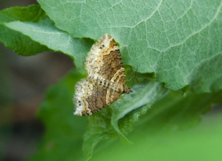 Colostygia turbata