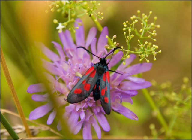 Zygaena trifolii, the five-spot burnet