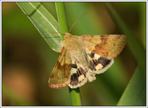 Marbled Clover Heliothis viriplaca