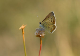 Sooty Copper (Lycaena tityrus)