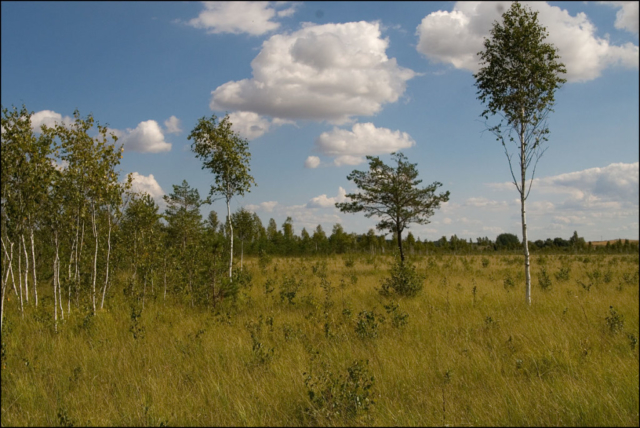 Biebrza river valley