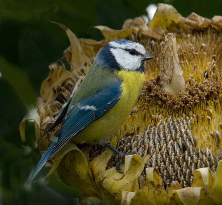 Now about the blue tit