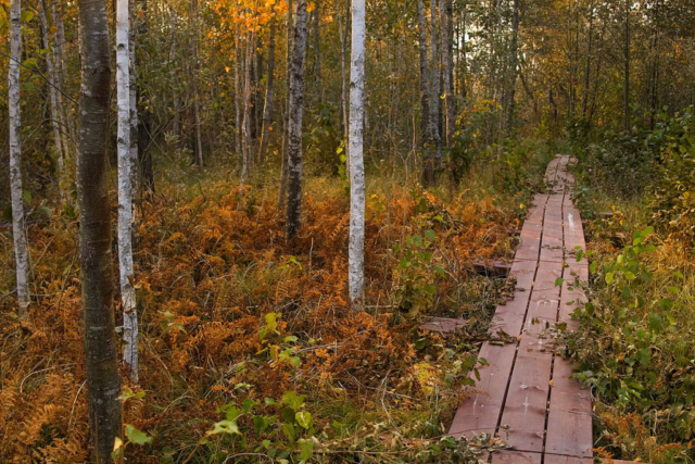 footbridge for tourists