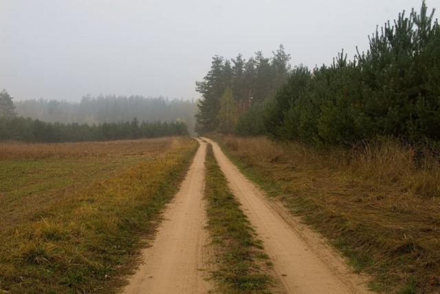 road at the edge of the forest