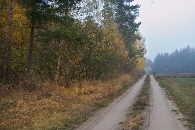 road at the edge of the forest