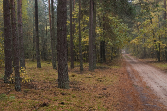 road in the woods