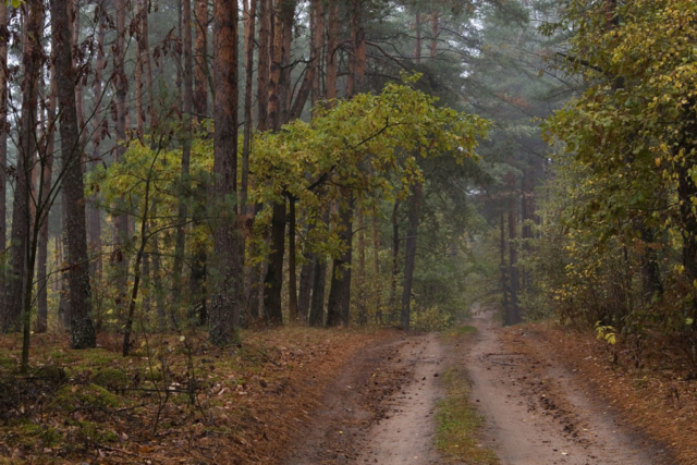 road in the woods