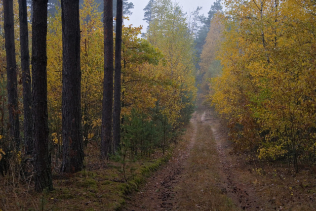 forest road