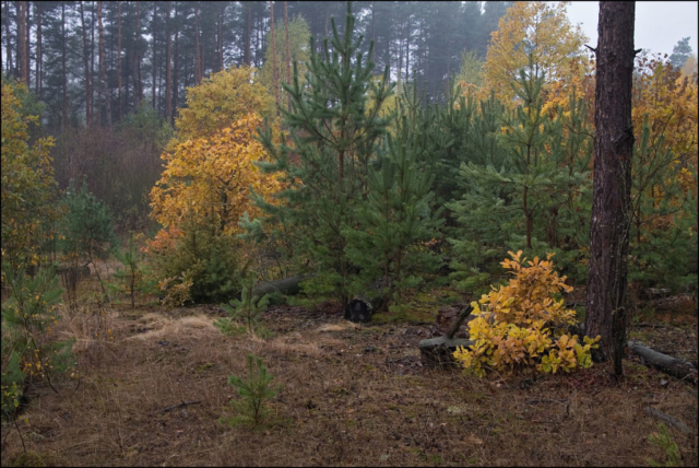 Grzebienie forest