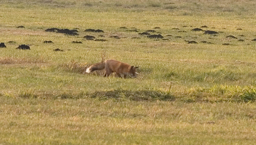 Encounter with a fox