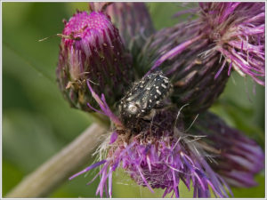 Brown knapweed (Centaurea jacea)