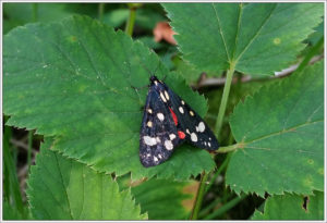 scarlet tiger moth (Callimorpha dominula)