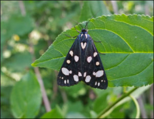 scarlet tiger moth (Callimorpha dominula)