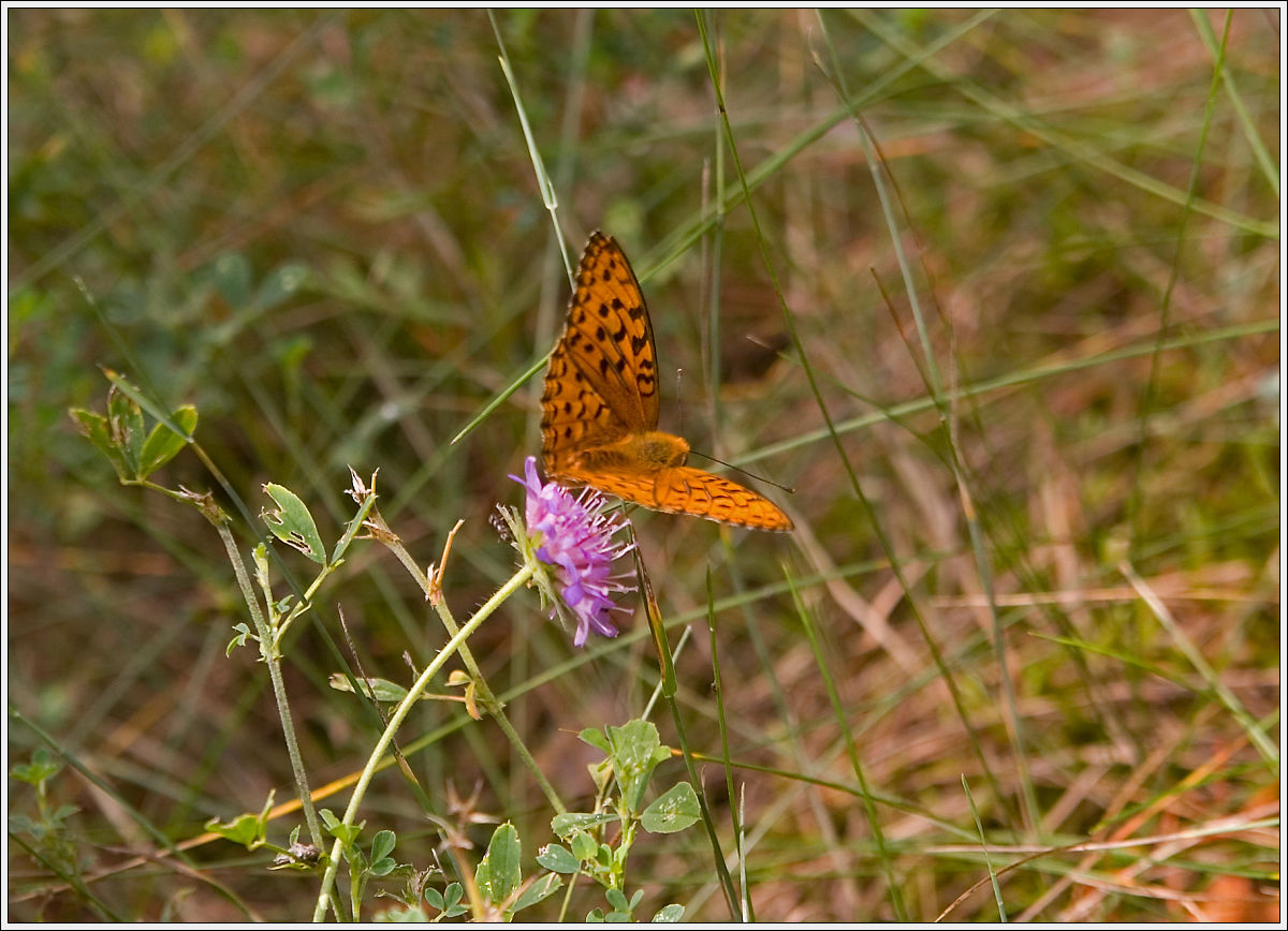 The Silver-washed Fritillary (Argynnis paphia) II