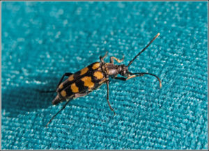 Leptura quadrifasciata 