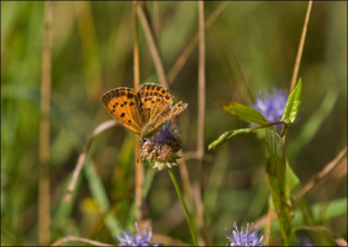Lycaena-dispar