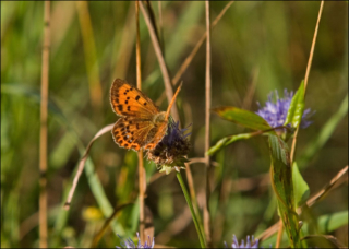 Lycaena-dispar