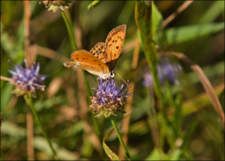 Lycaena-dispar