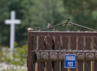 black redstart (Phoenicurus ochruros)