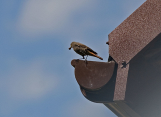 black redstart (Phoenicurus ochruros)