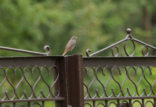 black-redstart