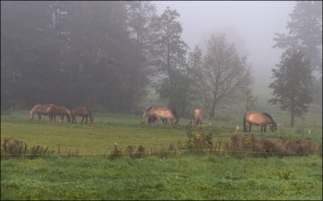 horses in fog