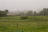 fog on the meadow