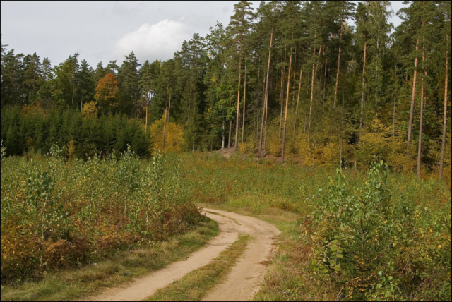 forest i autumn