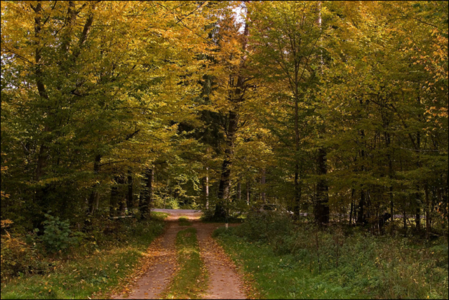 autumn forest