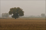 lonely field pear tree