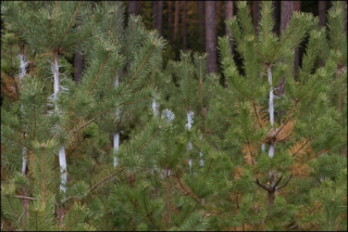 young pine trees