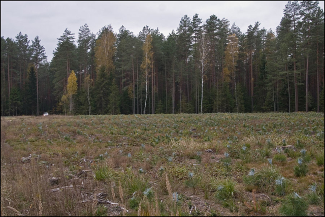 young pine trees