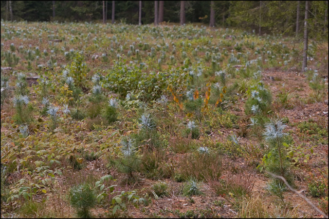 young pine trees