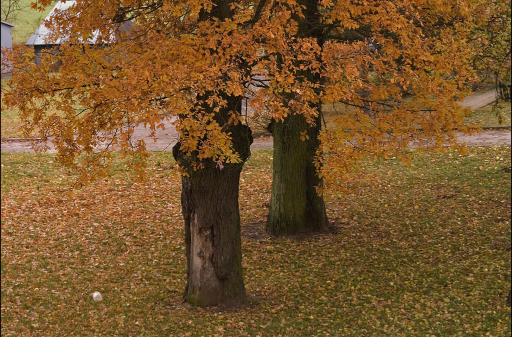 Koty mieszkające na drzewach.