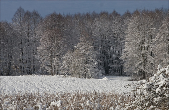 snow-covered trees