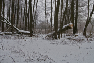 fallen trees