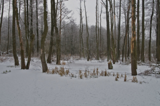 the environment of beavers