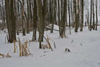 further beaver lodges