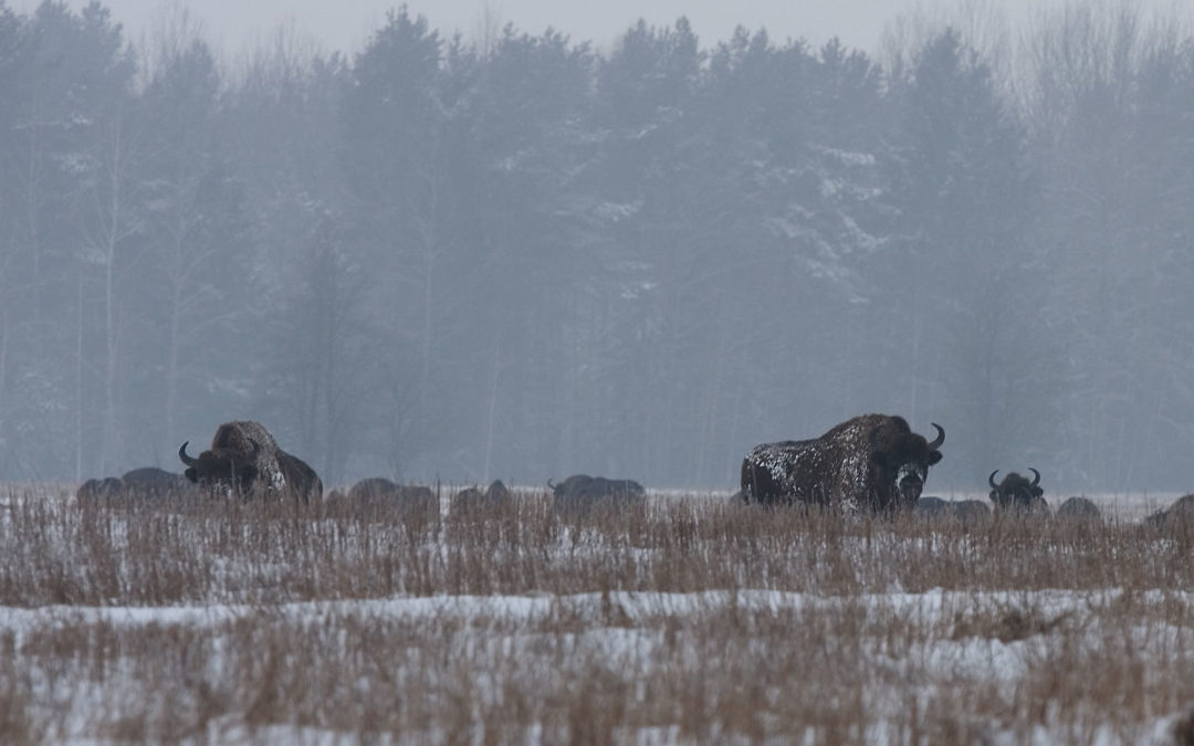 huge herd of bison