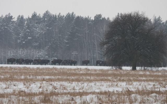 bisons on the snow