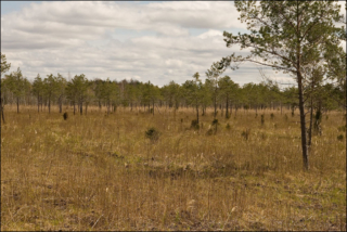 marshes in the valley