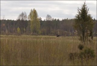 elk in the distance