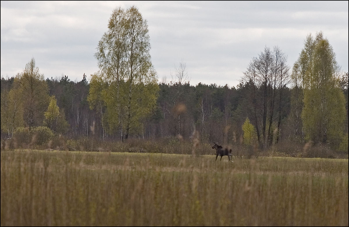 elk in the distance