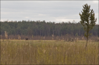 elk in the distance