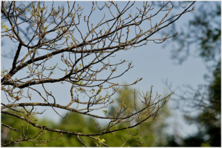 beetles ate most of the leaves