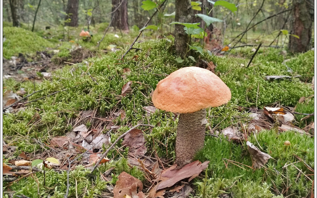 Great  mushroom picking.