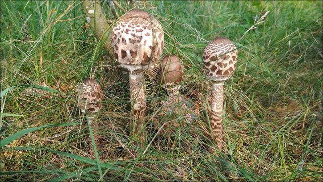 Macrolepiota procera Parasol mushroom