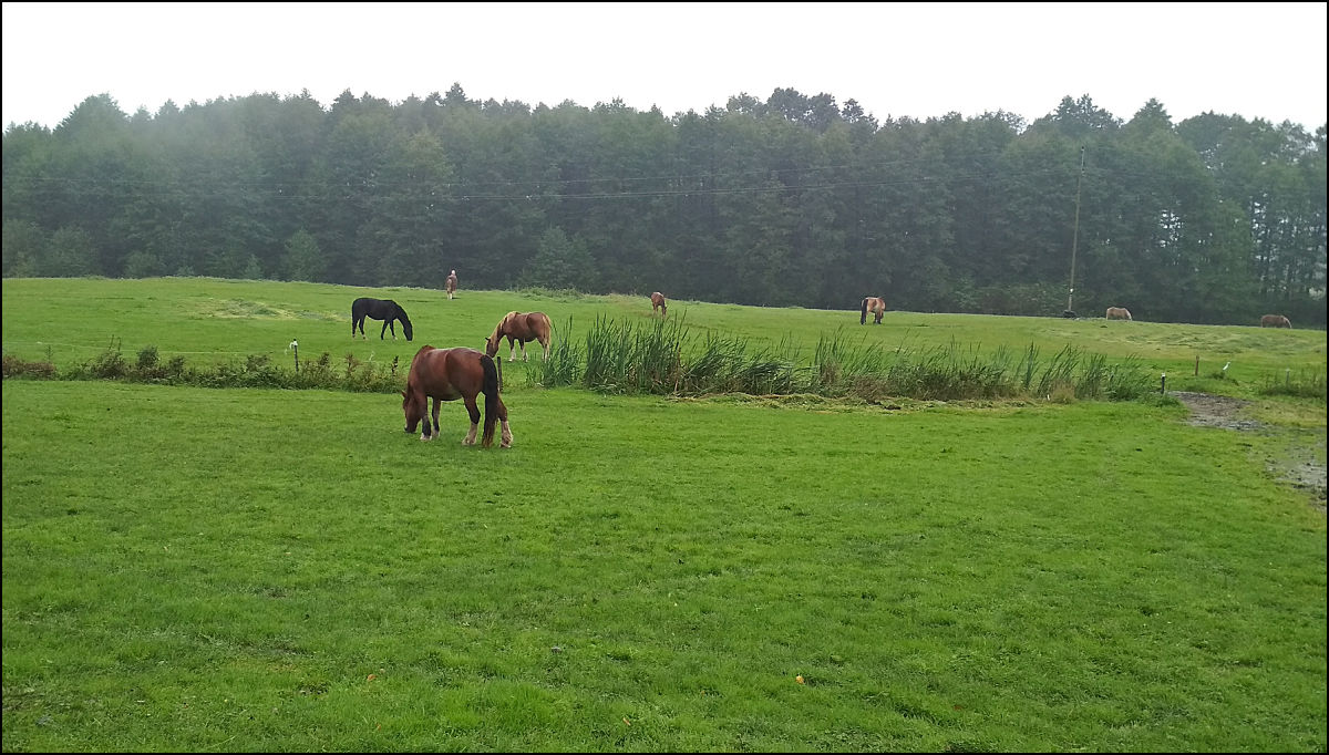 horses in the rain
