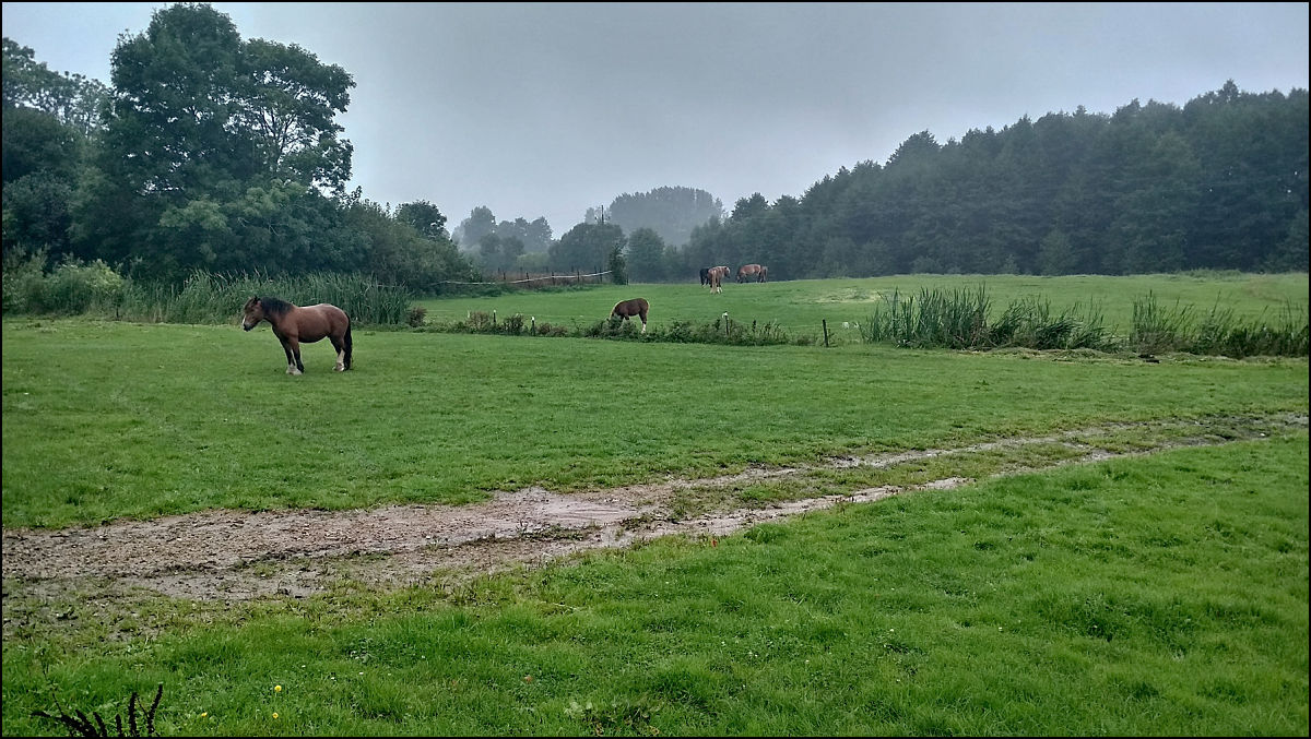 horses in the rain